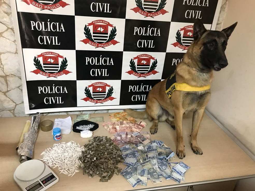 Cão farejador da PM localizou droga escondida na cozinha do bar de Piracicaba (Foto: Dise de Piracicaba)