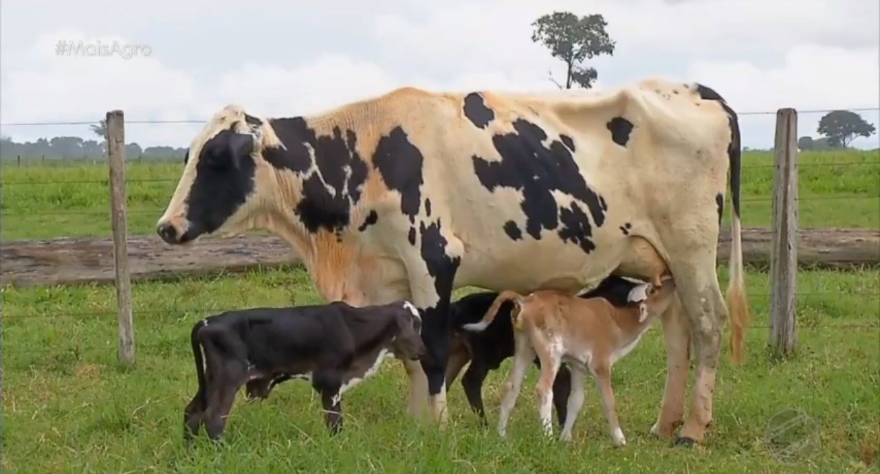 Em caso raro, vaca dá à luz três bezerros de forma natural em fazenda de MT  