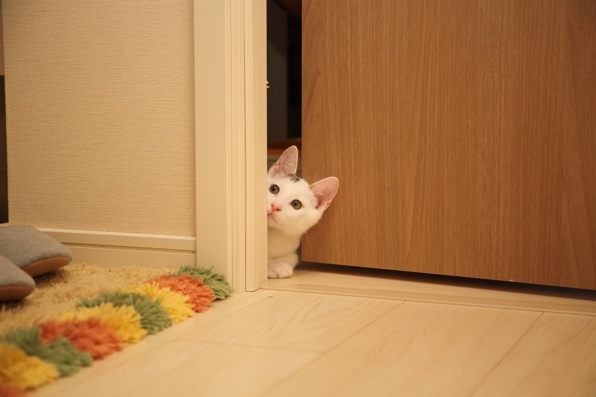 Muito provavelmente, o gato mia para a porta, porque deseja saber o que está do outro lado (Foto: Unsplash/ kazuend/ CreativeCommons)