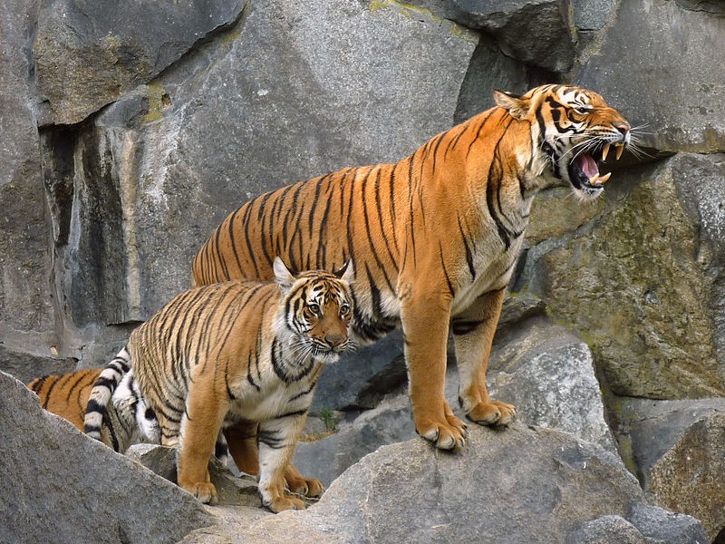 Tigres da espécie Panthera tigris (Foto: Lotse/Wikimedia Commons)