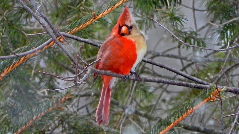 'Metade fêmea, metade macho': pássaro raro é fotografado nos EUA thumbnail