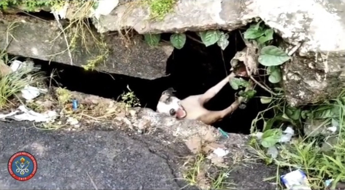 Cachorro &eacute; resgatado ap&oacute;s cair em bueiro na Zona Oeste de Manaus | Amazonas  | G1