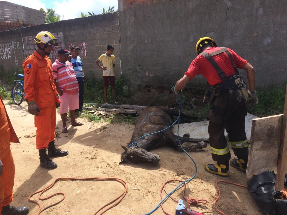 Animal estava bastante debilitado — Foto: Ascom/Bombeiros