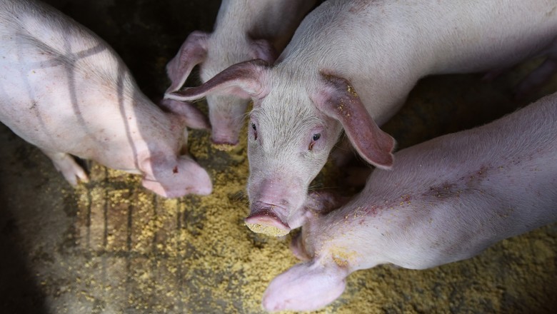 porcos China (Foto: REUTERS/Stringer)