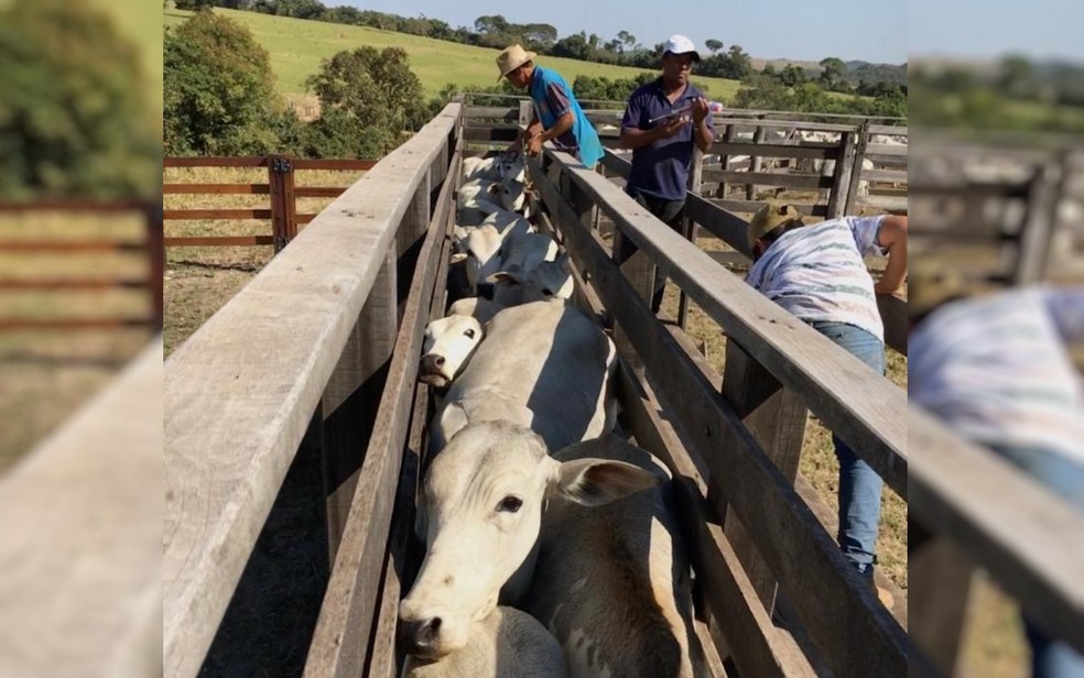 Vacinação contra a febre aftosa é antecipada, em Goiás — Foto: Jamyle Amoury/G1 GO