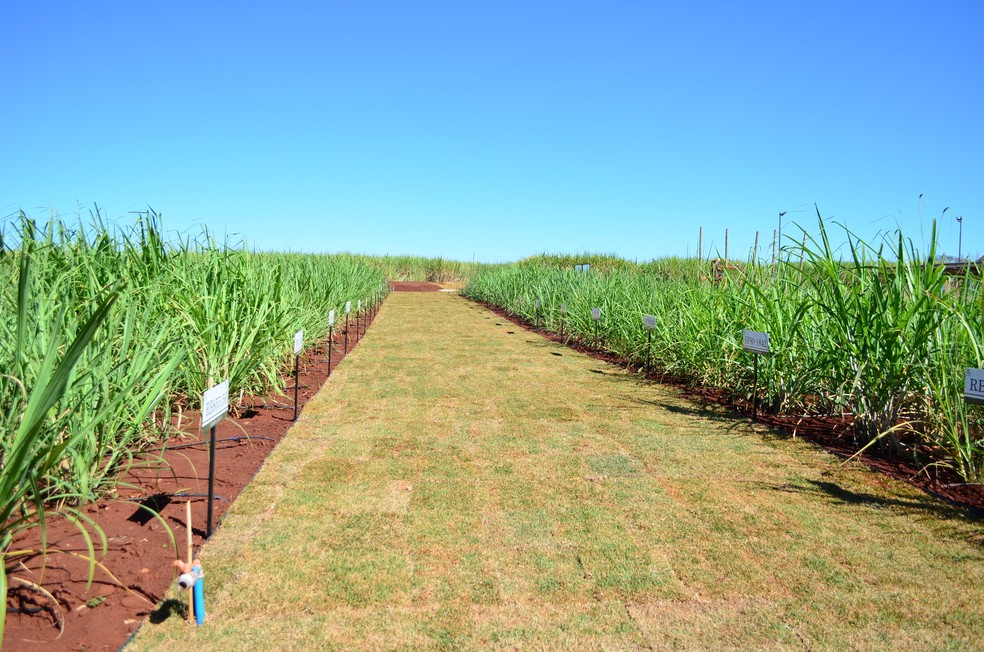 Centro de Desenvolvimento de Cana-de-açúcar da UFSCar tem um arquivo vivo com as principais variedades do Brasil e do Mundo  — Foto: Raquel Baes/G1