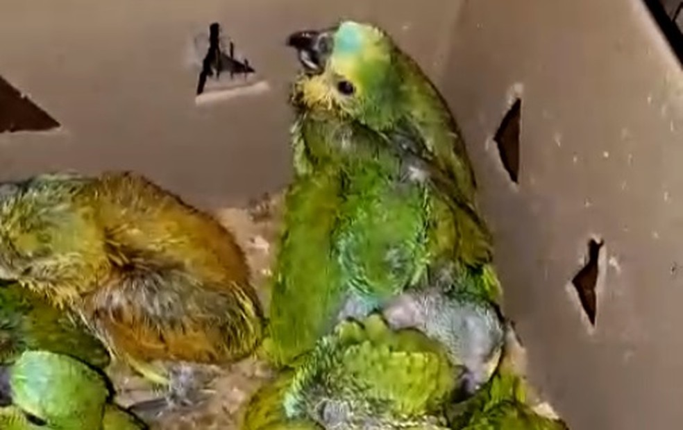 Papagaios estavam armazenados dentro de caixas — Foto: Divulgação