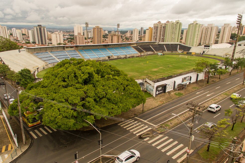 Sapucaia no quarteirão do Estádio Barão da Serra Negra, na Avenida Independência, em Piracicaba — Foto: Gerhard Waller