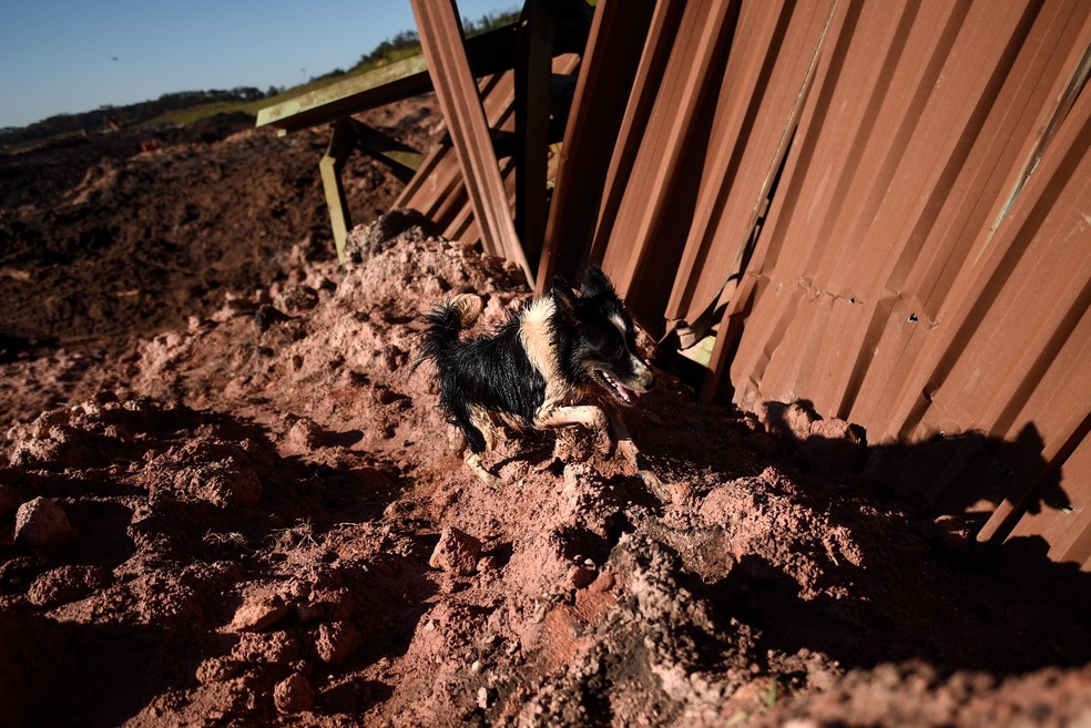 Cão Thor morreu por diversos problemas de saúde — Foto: Divulgação/Corpo de Bombeiros