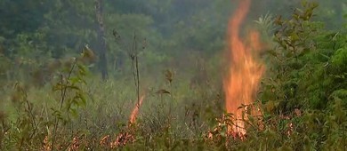 Apenas 5% dos responsáveis pelo Dia do Fogo na Amazônia foram punidos