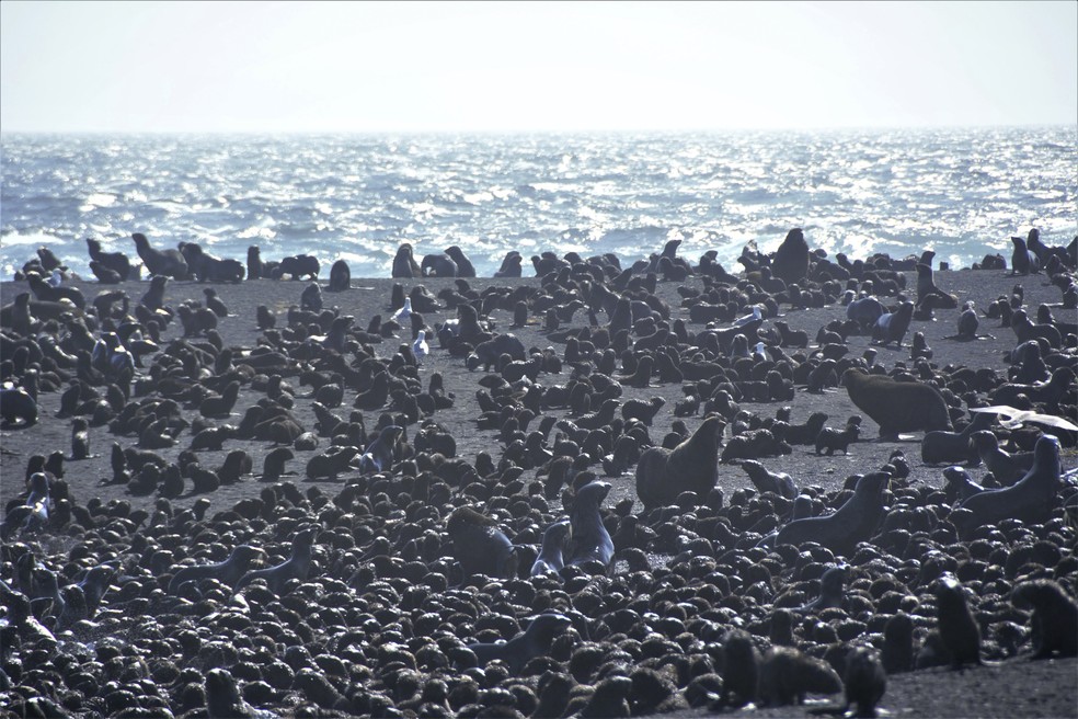Lobos-marinhos cobrem parte da ilha de Bogoslof, no Alaska — Foto:  Maggie Mooney-Seus/NOAA Fisheries/AP