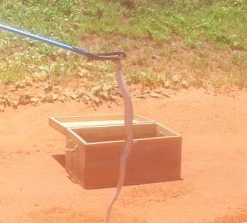 Uma das cobras capturadas sendo solta em mata de Coxim (MS). — Foto: Divulgação/Polícia Militar Ambiental