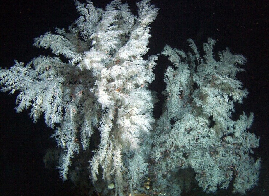 Os corais negros não formam grandes recifes como os corais rasos, mas os indivíduos podem ficar bem grandes – como este Antipathes dendrochristos.