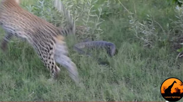 Lagarto usou seu potente rabo para afastar um leopardo que tentava 'arrumar' uma refeição fácil (Foto: Reprodução/YouTube/ Kruger Sightings)