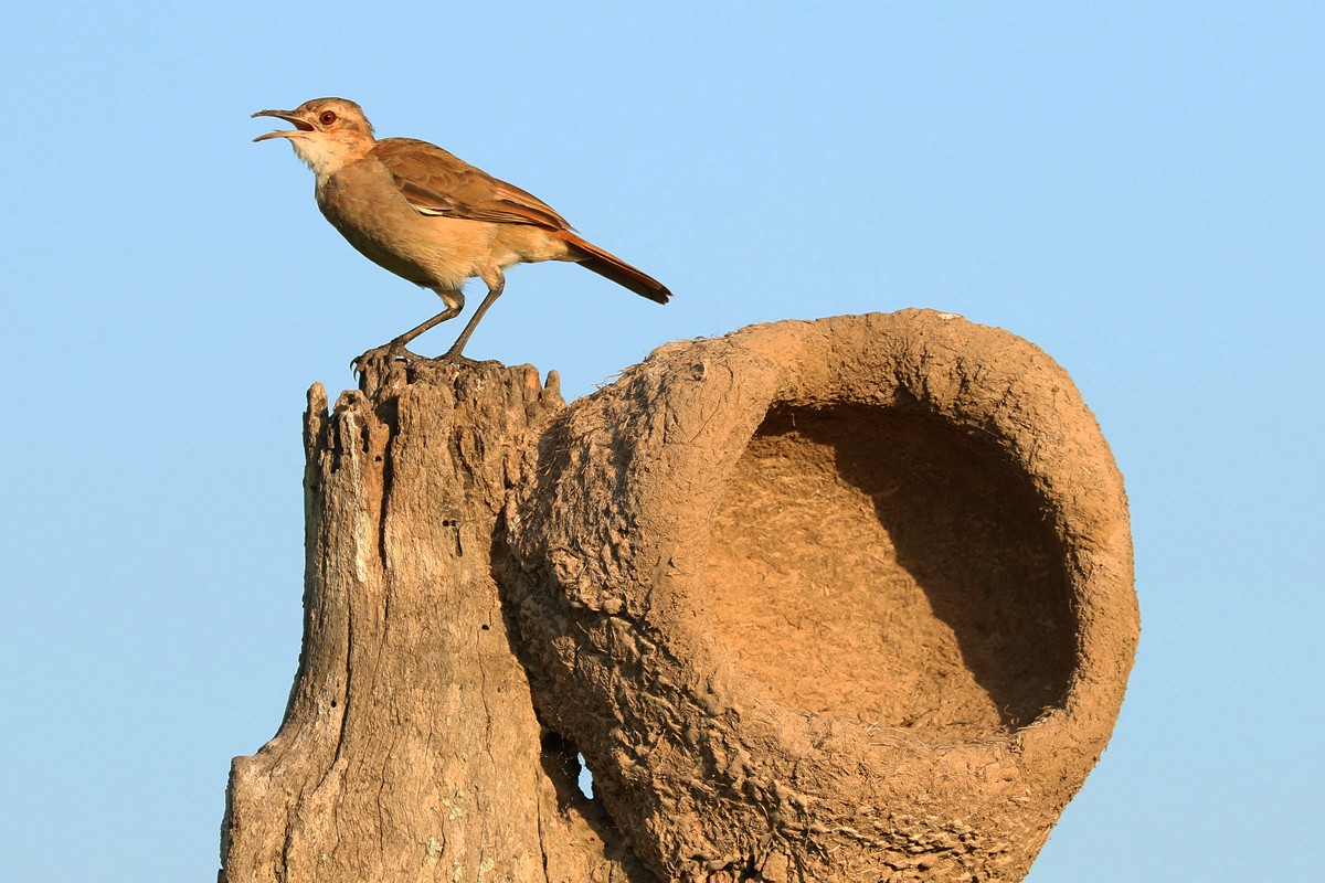 Conheça as lendas que envolvem o joão-de-barro, uma das aves mais populares  do Brasil | Terra da Gente | G1