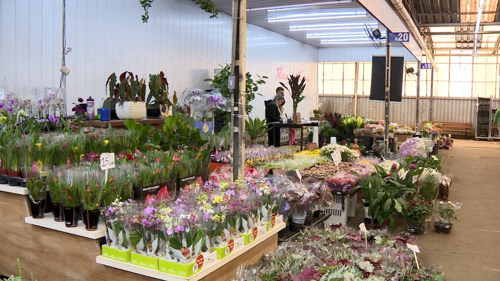 Mercado de Flores da Ceasa tem programação especial para o Dia das Mães, em  Campinas; veja | Campinas e Região | G1