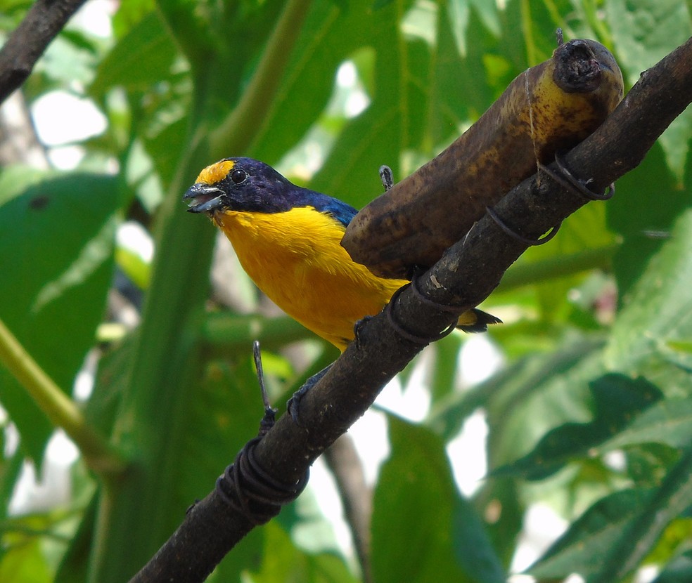 Gaturamo-verdadeiro imita com perfeição até 16 cantos de aves (Foto: Abrão Gomes/VC no TG)
