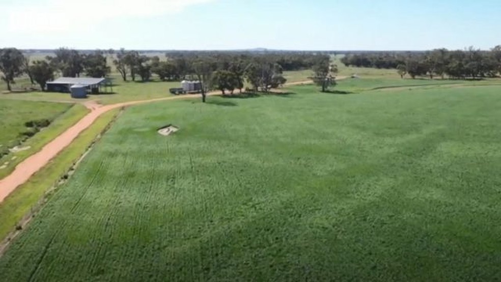 Os campos no sudeste da Austrália se recuperaram da seca e acabaram fornecendo comida para roedores — Foto: BBC