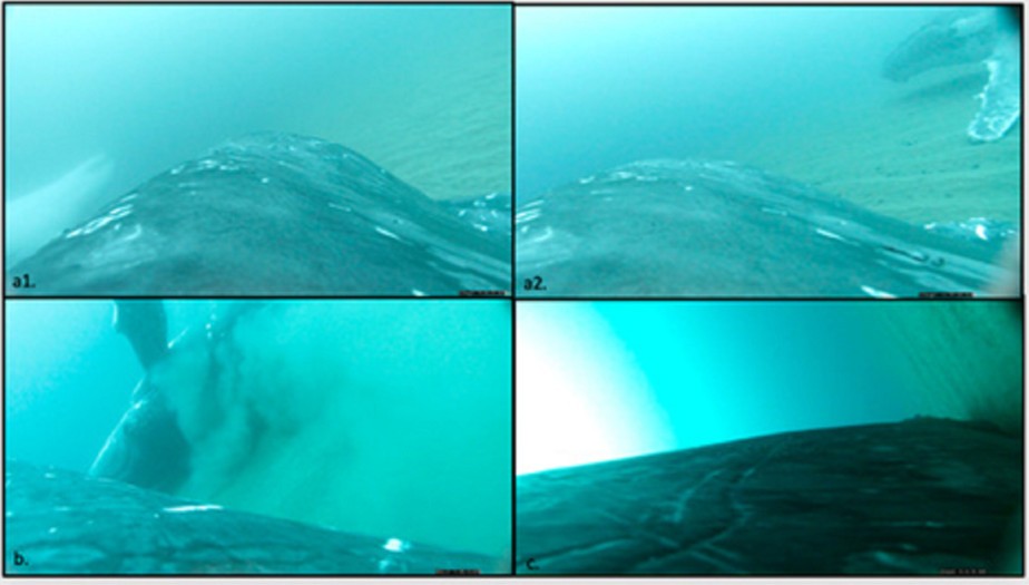 Pesquisadores capturaram imagens de vídeo dos animais rolando no fundo do oceano. Universidade Griffith