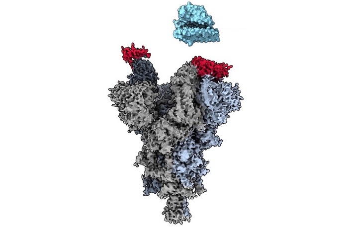A microscopia crioeletrônica revela como o fragmento de anticorpo VH Ab6 (vermelho) se liga ao local vulnerável na proteína spike SARS-CoV-2 (cinza) para impedir que o vírus se ligue ao receptor de células ACE2 humano (azul). (Foto: Dr. Sriram Subramaniam, UBC)