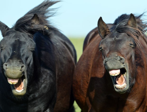 G1 - Lista reúne 'cavalo dando gargalhada' e outros animais