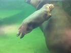 Vídeo fofo mostra bebê hipopótamo nadando em zoo na Dinamarca