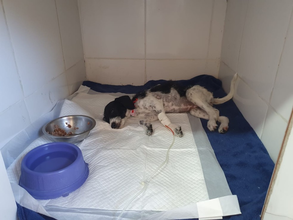 Amora está internada em uma clínica veterinária em Marília e será colocada para adoção — Foto: Arquivo pessoal/Juliana Maria Guarnieri