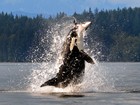 Lista traz orca abocanhando toninha e mais flagras de ataques incríveis