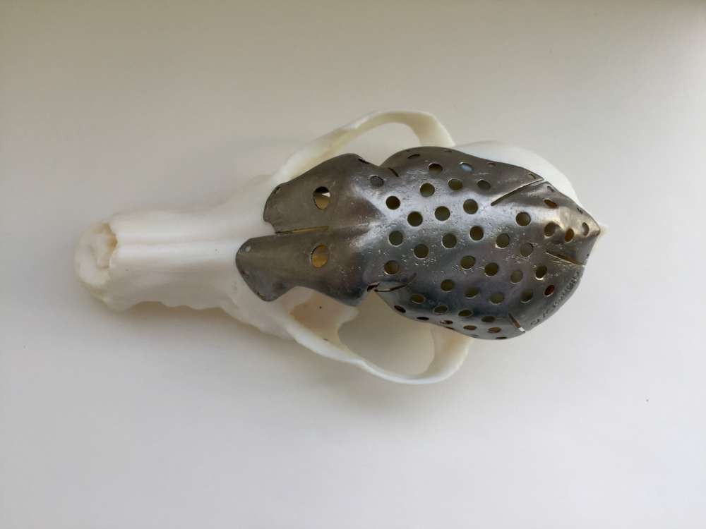 Crânio 3D de titânio que foi implantado em Patches (Foto: Michelle Oblak/University of Guelph)