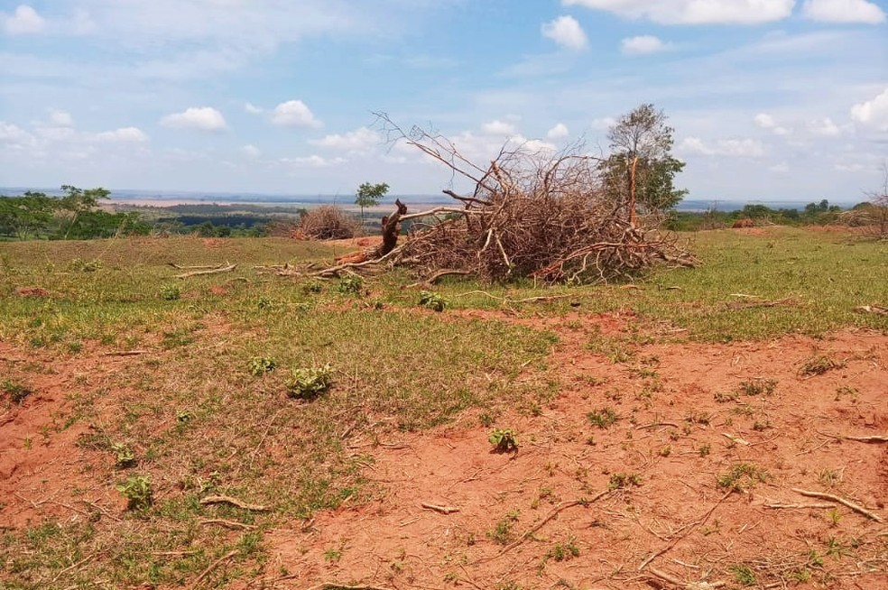 Sitiante foi multado em R$ 15,9 mil pelo corte de 53 árvores nativas — Foto: Polícia Ambiental