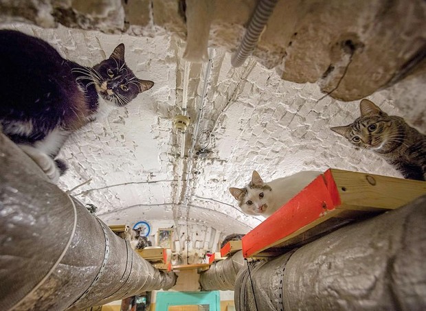 Os gatos no Museu Hermitage (Foto: Reprodução/Instagram)