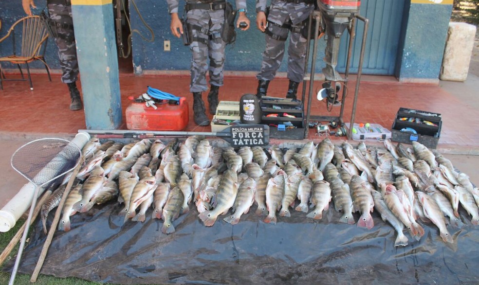 Peixe foi pescado em rio no município de Luciara (MT) (Foto: Polícia Militar/Divulgação)