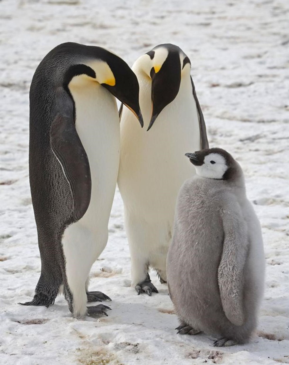 Os imperadores são a espécie de pinguim mais alta e pesada — Foto: CHRISTOPHER WALTON