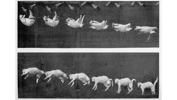 O fisiologista francês Etienne-Jules Marey derrubou a teoria do movimento angular na queda do gato (Foto: Getty Images/BBC)