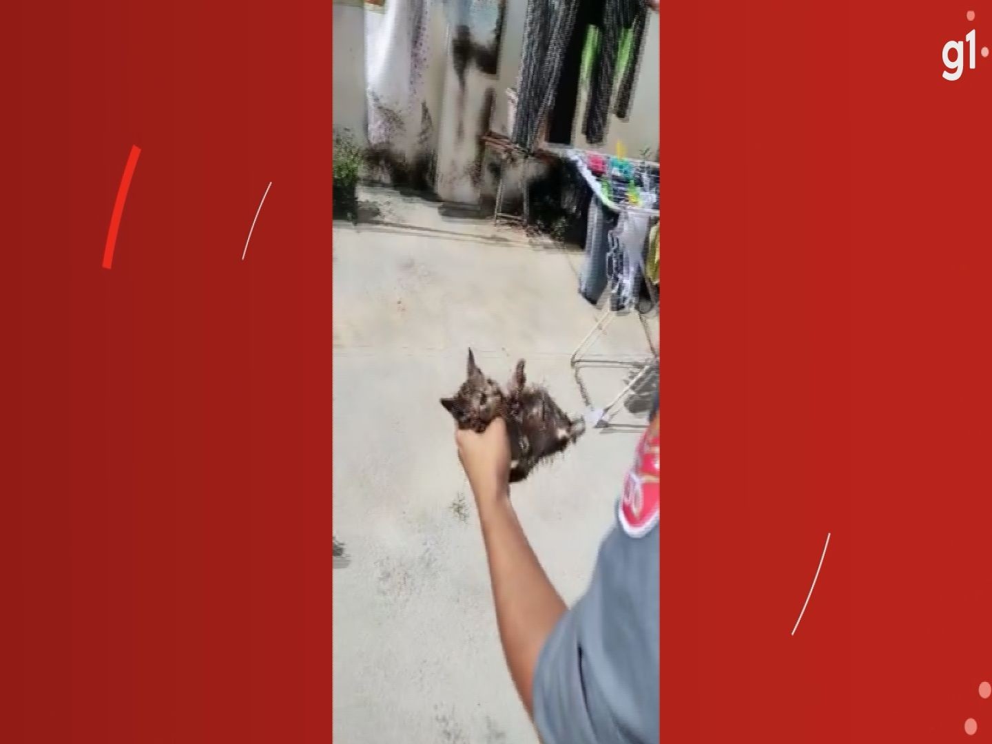 VÍDEO: bombeiros resgatam gatinho preso no telhado e emocionam moradores em Campinas
