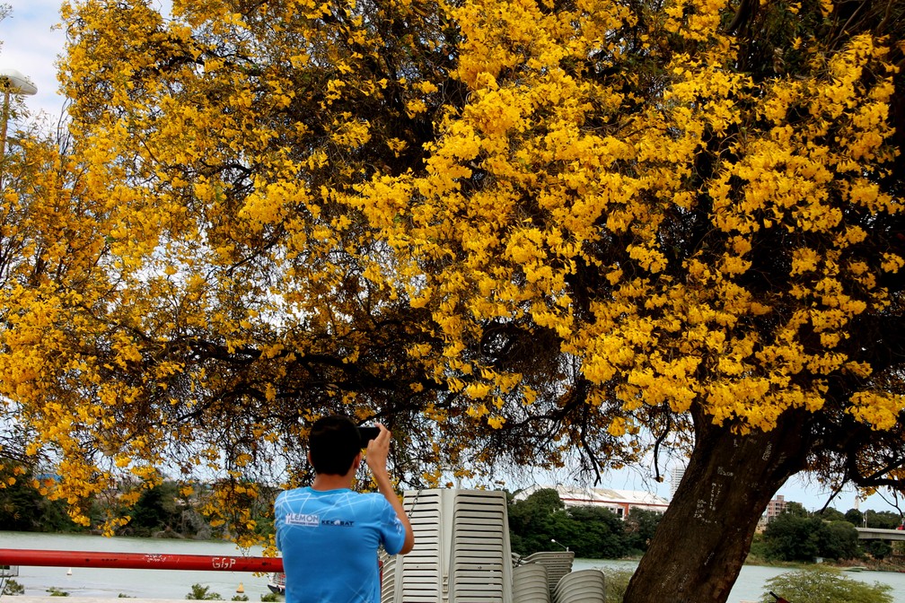 Floridos, Ipês-amarelos colorem as ruas de Petrolina, no Sertão de PE; veja  as fotos | Petrolina e Região | G1