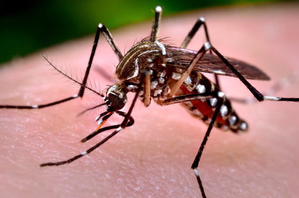 Casos de dengue tiveram redução no RN — Foto: Divulgação/AEN
