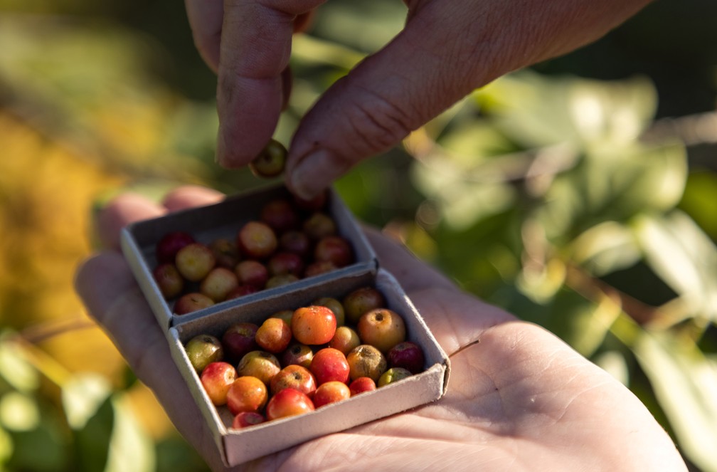 Produtor na Rússia cultiva maçãs do tamanho de pérolas — Foto: REUTERS/Maxim Shemetov