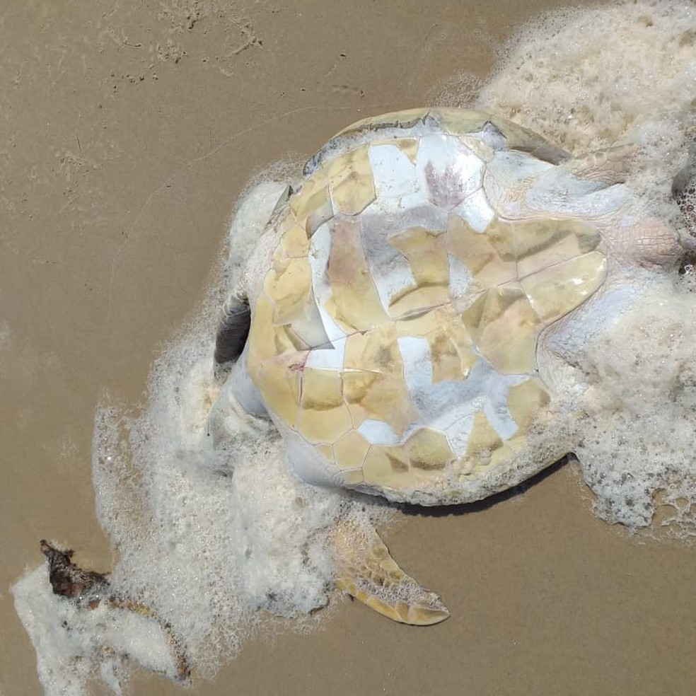Tartaruga marinha foi encontrada morta em praia do sul da Bahia — Foto: Monica Panachão/Projeto A-mar