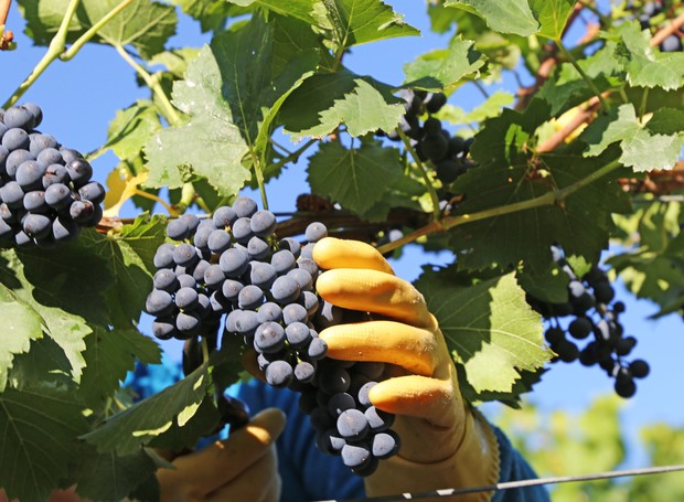 A vindima é o nome dado ao processo e época de colheita de uvas para fabricação de vinhos (Foto: GettyImages)