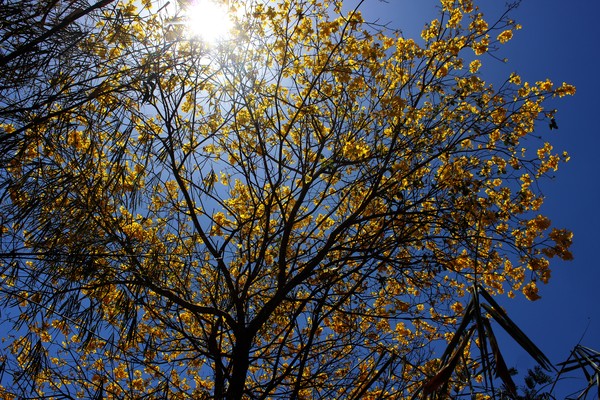 Primavera No Piaui Tera Altas Temperaturas E Umidade De Deserto Diz Meteorologista Piaui G1 umidade de deserto diz meteorologista