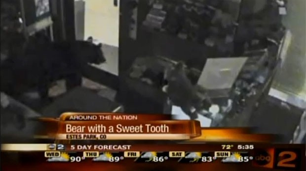 Urso foi flagrado passeando em loja de doces. (Foto: Reprodução)