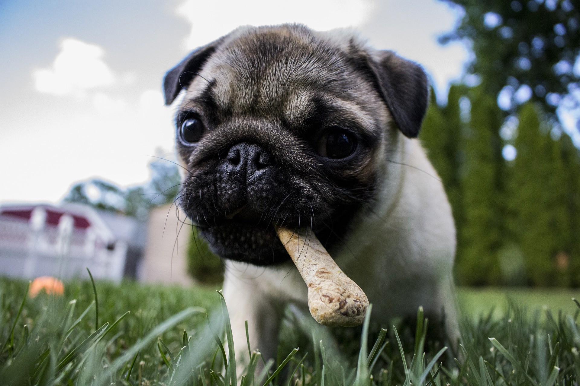 Pugs são cães de estimação há muito tempo (Foto: Pixabay)