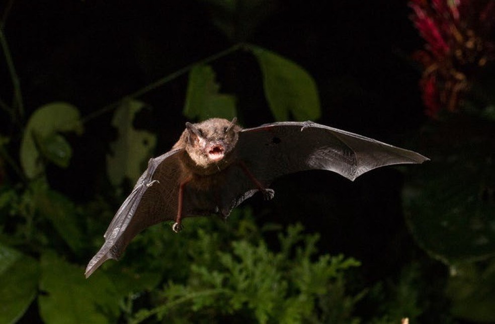 Embora sejam transmissores da raiva, os morcegos possuem grande importância ecológica no controle populacional de insetos — Foto: Divulgação