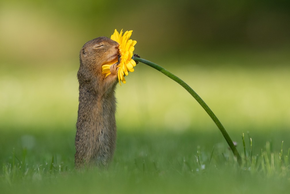 8 de setembro - Uma sequência de fotos de um esquilo se aproximando para cheirar uma flor bombou nas redes no início de setembro. Em suas contas nas redes sociais, o fotógrafo Van Duijn explicou que as fotografias foram tiradas em Viena, na Áustria, durante uma viagem de verão no mês de junho  — Foto: Reprodução/Facebook/Dick van Duijn