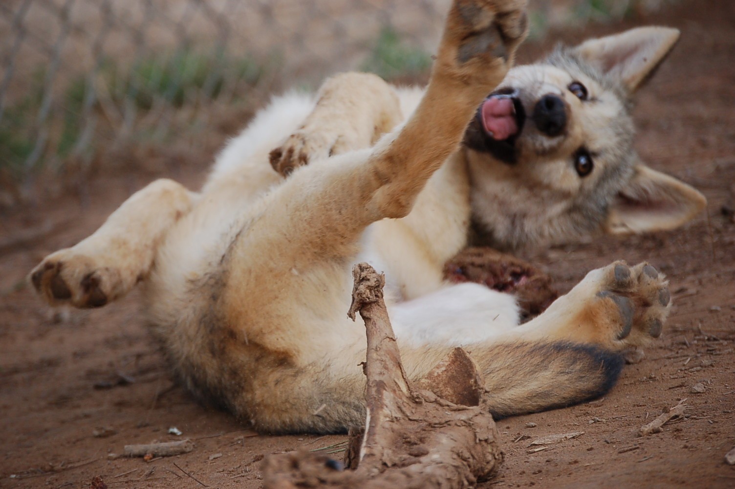 Filhotes de lobos também sabem responder a comandos humanos. Acima: Filhote de lobo em santuário no Novo México, EUA. (Foto: Wild Spirit Wolf Sanctuary/Flickr)