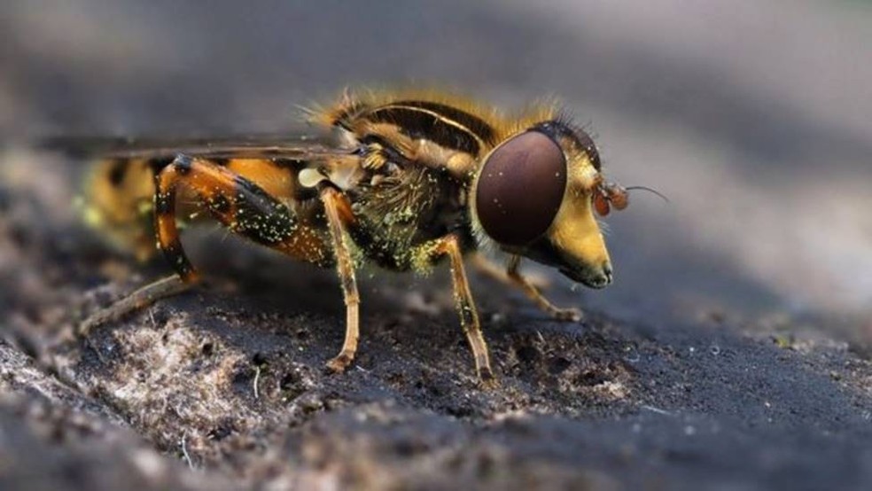 Os pesticidas e a agricultura representam um grande desafio para as moscas-das-flores — Foto: GETTY IMAGES/BBC