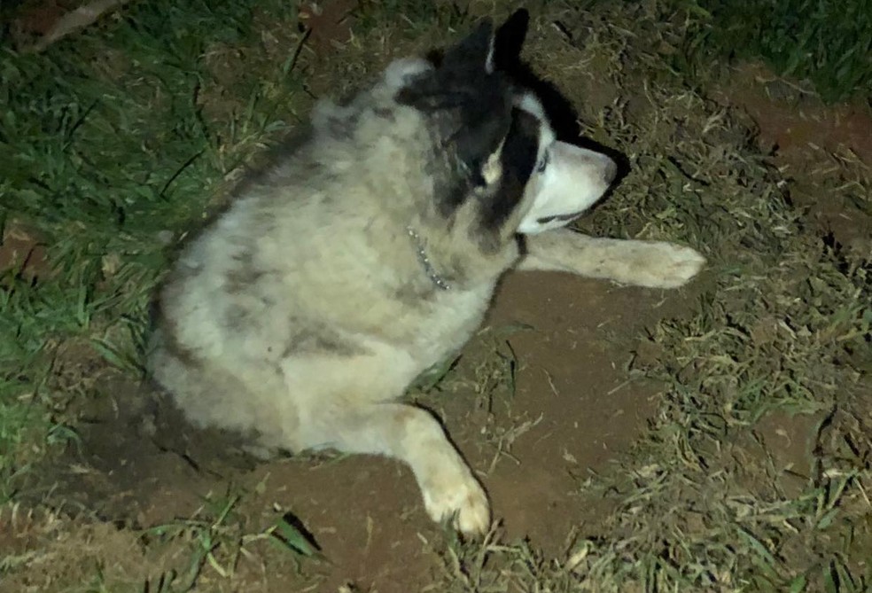 Cachorro que estava desaparecido é encontrado  por donos enterrado vivo em Guareí (SP).  — Foto: Arquivo Pessoal