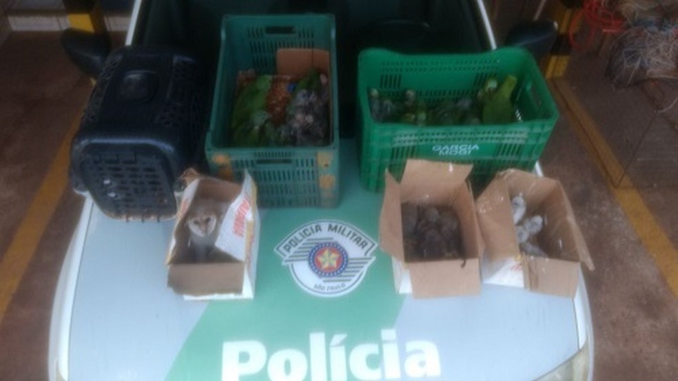 Aves foram apreendidas em Rosana (Foto: Cedida/Polícia Militar Ambiental)