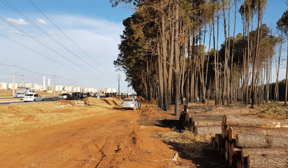 Empresa que fazia derrubada de eucaliptos disse que foi contratada porque árvores estavam muito perto da rede de alta tensão (Foto: Guilherme Timóteo/TV Globo)